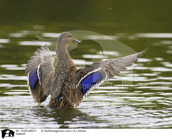Stockente / mallard / AVD-08071