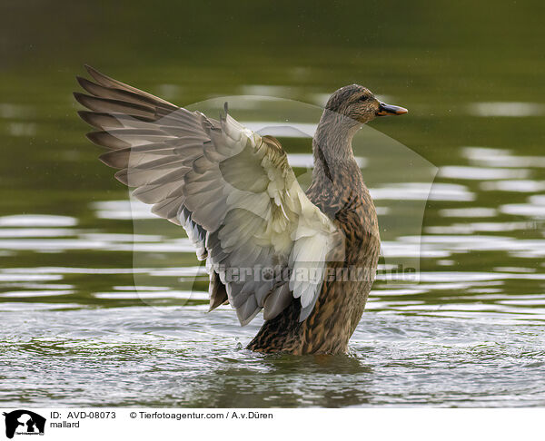 Stockente / mallard / AVD-08073