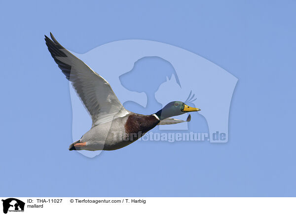 Stockente / mallard / THA-11027