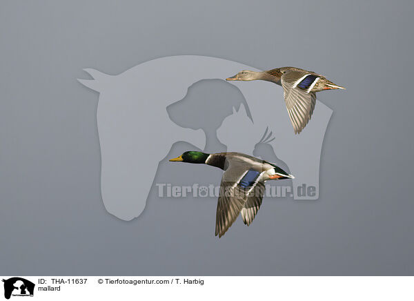 Stockente / mallard / THA-11637