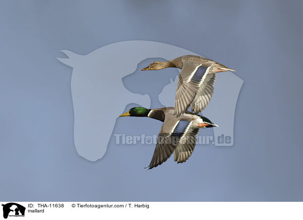 Stockente / mallard / THA-11638