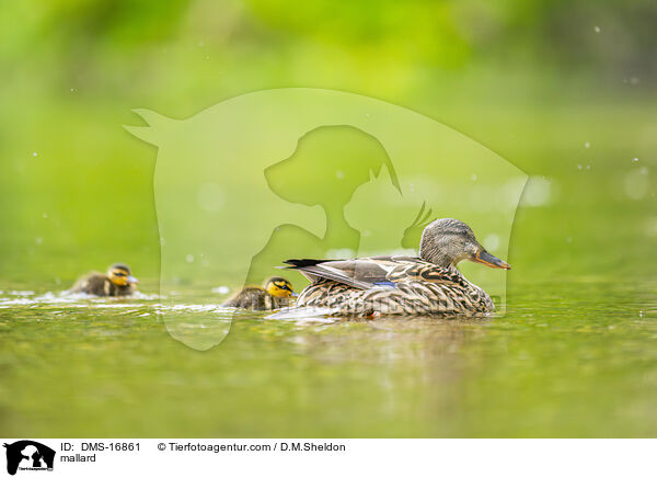 Stockente / mallard / DMS-16861