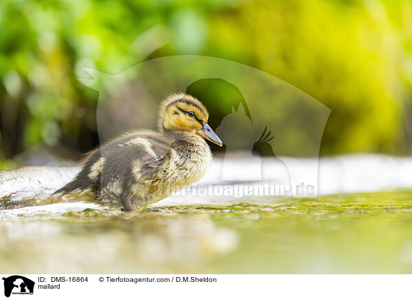 Stockente / mallard / DMS-16864