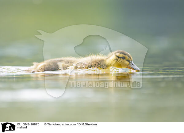 Stockente / mallard / DMS-16876