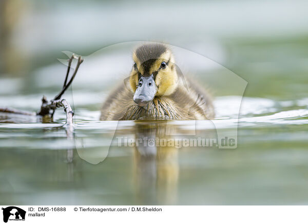 Stockente / mallard / DMS-16888