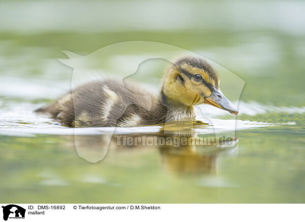 Stockente / mallard / DMS-16892