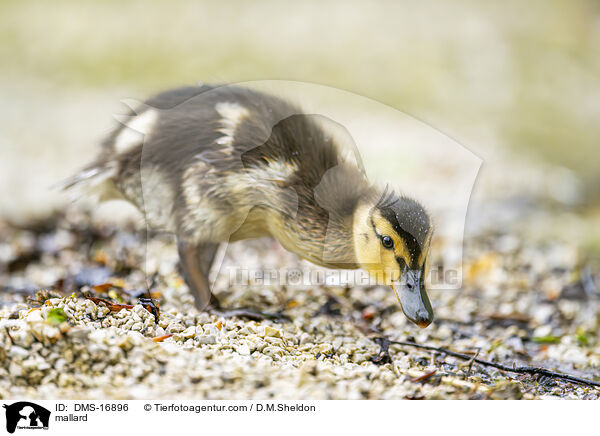 Stockente / mallard / DMS-16896