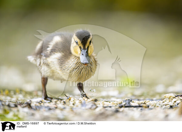 Stockente / mallard / DMS-16897