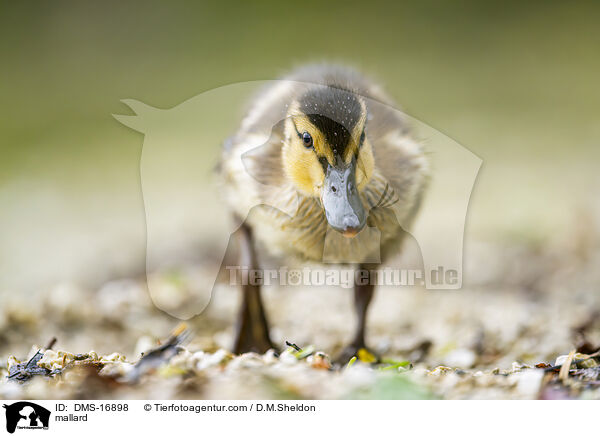 Stockente / mallard / DMS-16898