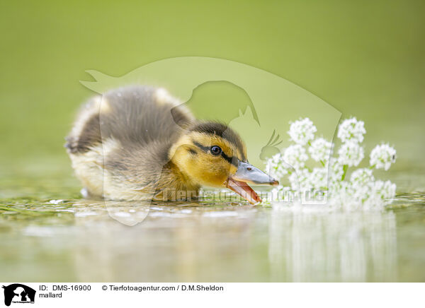 Stockente / mallard / DMS-16900