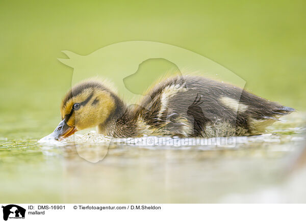 Stockente / mallard / DMS-16901