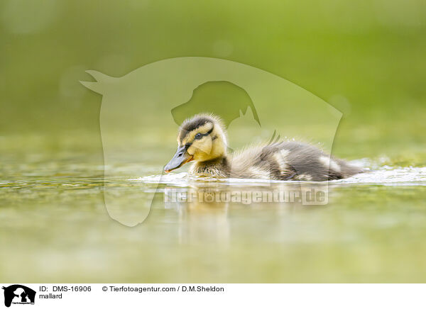 Stockente / mallard / DMS-16906