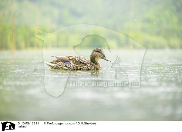 Stockente / mallard / DMS-16911