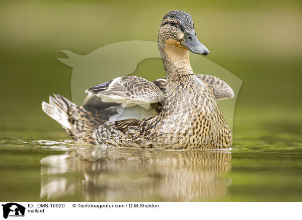 Stockente / mallard / DMS-16920