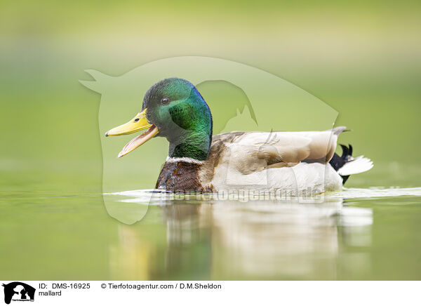 Stockente / mallard / DMS-16925