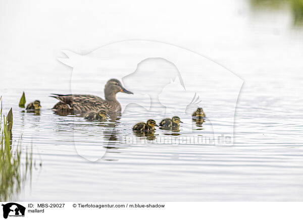 Stockente / mallard / MBS-29027