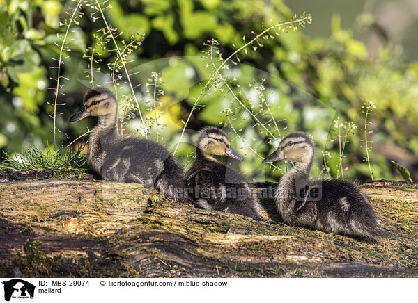 Stockente / mallard / MBS-29074