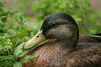 wild duck