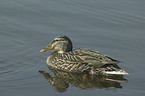 swimming mallard