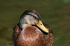 Mallard