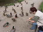woman feeds ducks