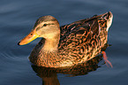 mallard