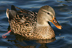 mallard