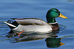 mallard