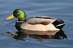 mallard