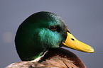 mallard