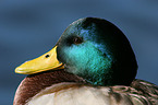 mallard