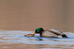 mating ducks