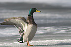 duck with open wings