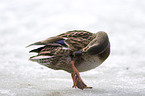 cleaning duck