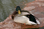 male mallard