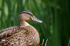 female mallard