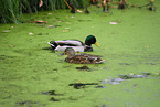 mallard ducks