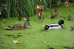 mallard ducks