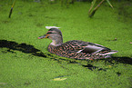 mallard duck