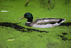 mallard duck