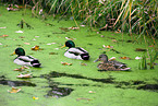 mallard ducks