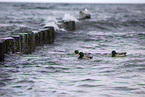 mallard duck on sea