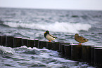 mallard duck on sea