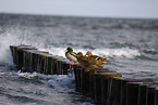 mallard duck on sea