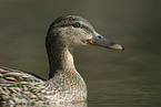 mallard