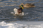 bathing mallard