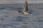 flying mallard