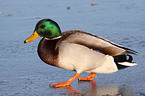 male mallard