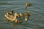 mallard with babys