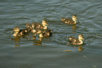 mallard babys